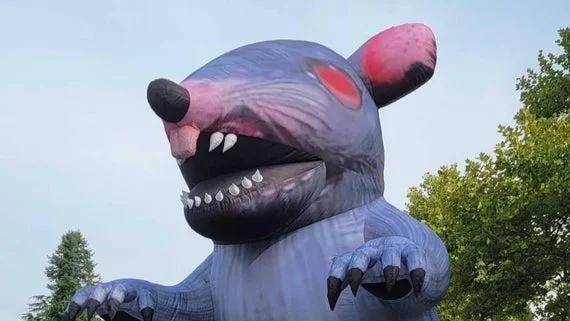 Giant inflatable rat outside Bethesda Rockville office.