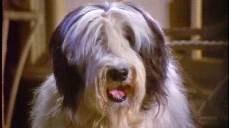 Lord Nelson in all his shaggy glory as Ladadog in Please Don't Eat the Daisies